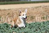 CORGI PEMBROKE 194